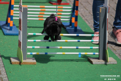 Kaninhop-Sommerfest-Haus-der-Vereine-Norden-9.6.2019-26