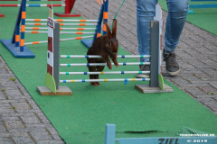 Kaninhop-Sommerfest-Haus-der-Vereine-Norden-9.6.2019-28