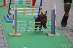 Kaninhop-Sommerfest-Haus-der-Vereine-Norden-9.6.2019-29