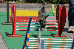 Kaninhop-Sommerfest-Haus-der-Vereine-Norden-9.6.2019-33