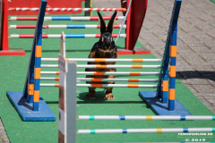 Kaninhop-Sommerfest-Haus-der-Vereine-Norden-9.6.2019-34