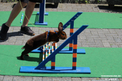 Kaninhop-Sommerfest-Haus-der-Vereine-Norden-9.6.2019-38