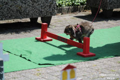 Kaninhop-Sommerfest-Haus-der-Vereine-Norden-9.6.2019-44