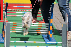 Kaninhop-Sommerfest-Haus-der-Vereine-Norden-9.6.2019-48