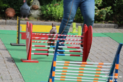 Kaninhop-Sommerfest-Haus-der-Vereine-Norden-9.6.2019-6