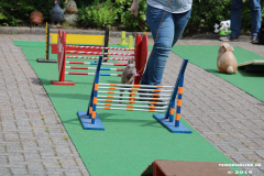 Kaninhop-Sommerfest-Haus-der-Vereine-Norden-9.6.2019-7