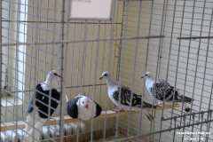 Sommerfest-Haus-der-Vereine-Norden-9.6.2019-18