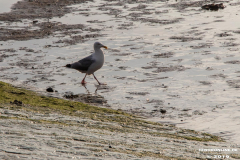 Norddeich-Hundestrand-31.8.2019-11