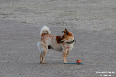 Norddeich-Hundestrand-31.8.2019-2