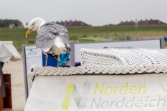 Strand-Norddeich-12.7.2022-30