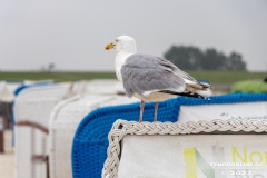 Strand-Norddeich-12.7.2022-32