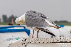 Strand-Norddeich-12.7.2022-33