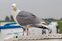 Strand-Norddeich-12.7.2022-34