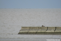 Strand Norddeich 2.3.2019-5
