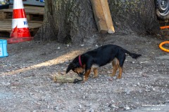 Treckertreffen-Westermarsch-10.8.2025-242