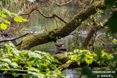 Uferstrasse-Stadt-Norden-6.6.2023-3