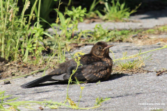 Amsel-Norden-9.6.2019-1