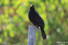 Amsel-Norden-9.6.2019-2