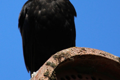 Amsel-Norden-9.6.2019-3