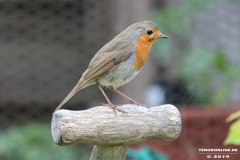 Rotkehlchen-Natur-Norden-25.5.2019-14