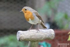 Rotkehlchen-Natur-Norden-25.5.2019-16