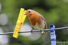 Rotkehlchen-Natur-Norden-25.5.2019-18