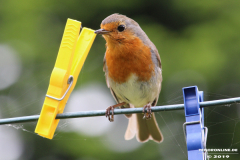 Rotkehlchen-Norden-25.5.2019-17