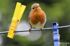 Rotkehlchen-Norden-25.5.2019-19