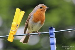 Rotkehlchen-Norden-25.5.2019-20