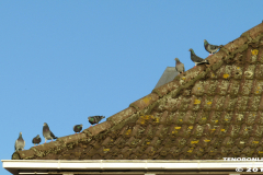 Tauben-Norden-Ostfriesland-3