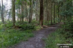 Wald-Berumerfehn-19.7.2023-10
