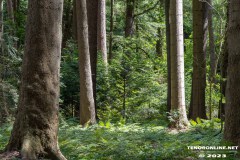 Wald-Berumerfehn-19.7.2023-11