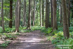 Wald-Berumerfehn-19.7.2023-12