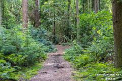 Wald-Berumerfehn-19.7.2023-13
