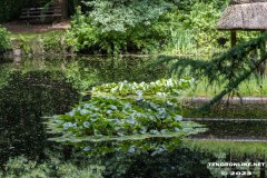 Wald-Berumerfehn-19.7.2023-32