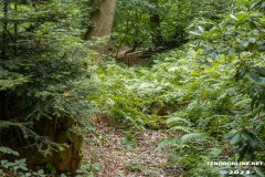 Wald-Berumerfehn-19.7.2023-4