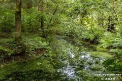 Wald-Berumerfehn-19.7.2023-42