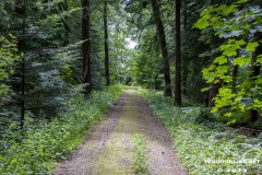 Wald-Berumerfehn-19.7.2023-45