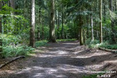 Wald-Berumerfehn-19.7.2023-7