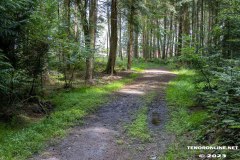 Wald-Berumerfehn-19.7.2023-8