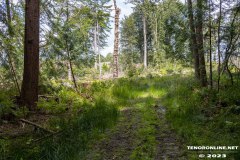 Wald-Berumerfehn-19.7.2023-9