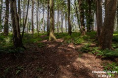 Wald-Berumerfehn-UW-19.7.2023-11