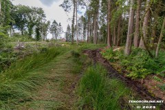 Wald-Berumerfehn-UW-19.7.2023-12