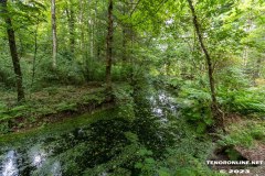 Wald-Berumerfehn-UW-19.7.2023-18