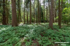 Wald-Berumerfehn-UW-19.7.2023-5