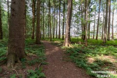 Wald-Berumerfehn-UW-19.7.2023-6