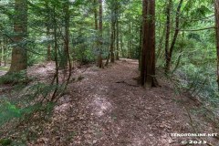 Wald-Berumerfehn-UW-19.7.2023-9