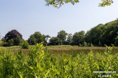 Wanderweg-zwischen-Parkstrasse-und-Erfurterstrasse-Stadt-Norden-25.6.2023-15