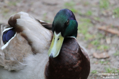 Ente-Norden-25.5.2019-27