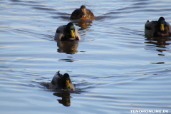 Ente-Schwanenteich-Norden-1